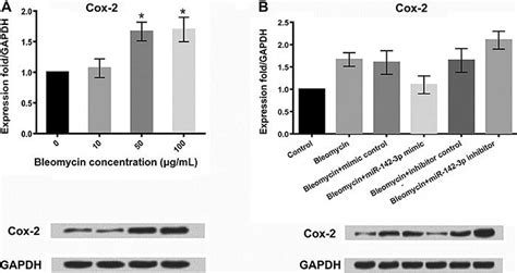 Scielo Brasil Microrna 142 3p Inhibits Apoptosis And Inflammation Induced By Bleomycin