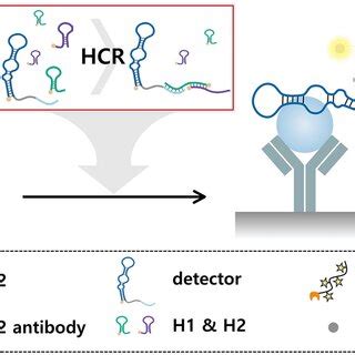 HCR Based Aptamer Antibody Hybrid ELONA Assay For EN2 Detection A