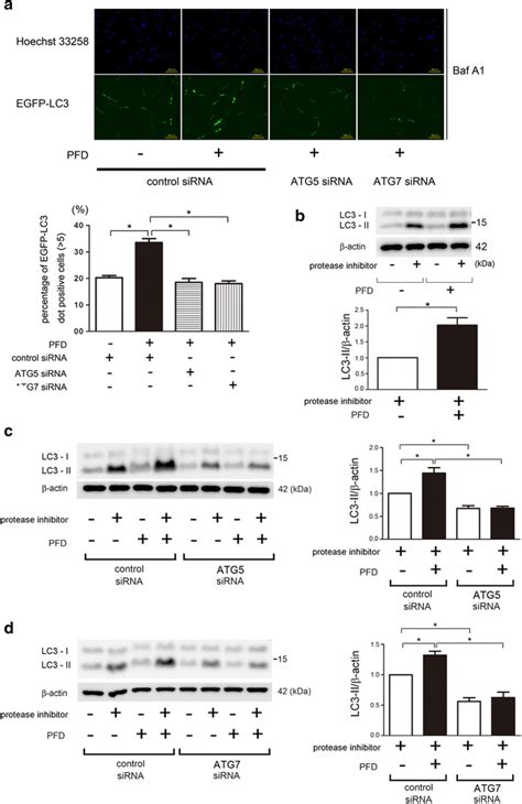 Autophagy Activation By Pfd In Lf A Fluorescence Microscopic Detection