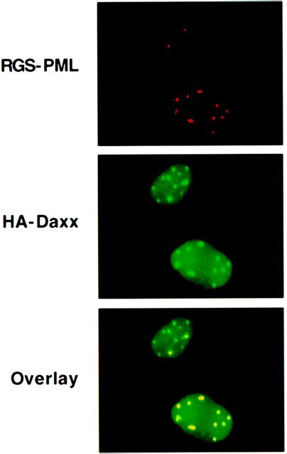 Human Daxx Regulates Fasinduced Apoptosis From Nuclear Pml Oncogenic