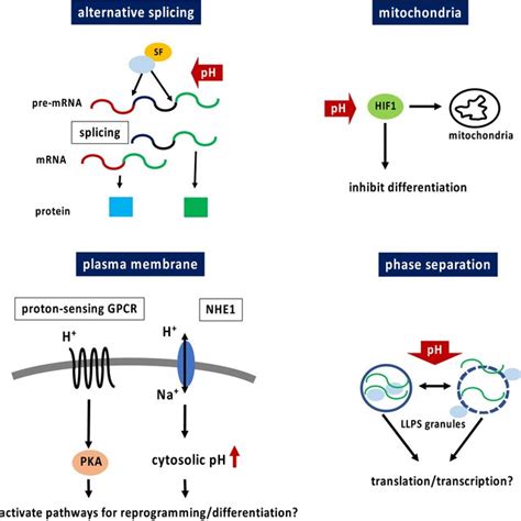 A Scheme Of The Outline Of This Review Download Scientific Diagram