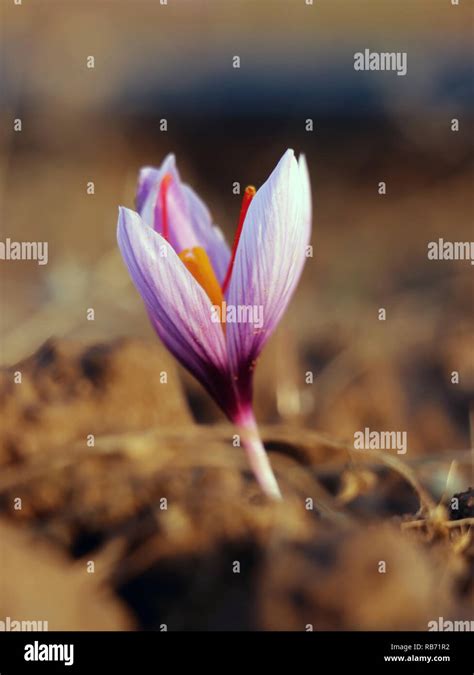 Flowers Of The Kashmir Valley Hi Res Stock Photography And Images Alamy