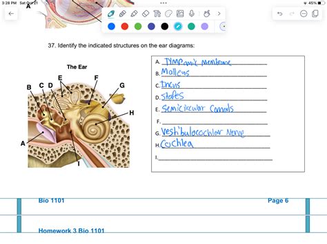 Answered 37 Identify The Indicated Structures Bartleby