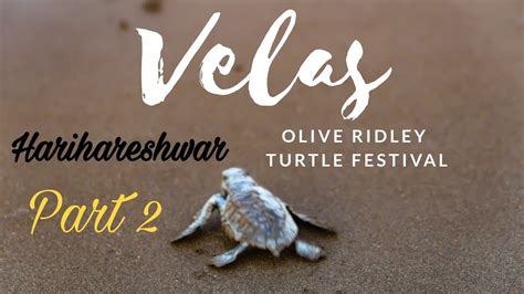 Velas Turtle Festival Part 2 Harihareshwar Konkan Maharashtra