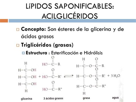 Bachillerato Biolog A Ppt Descargar