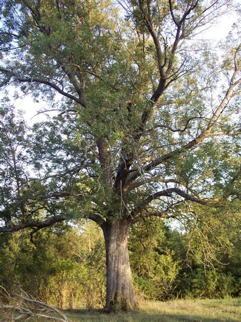 18 Types Of Ash Trees Leaves Bark Identification Characteristics