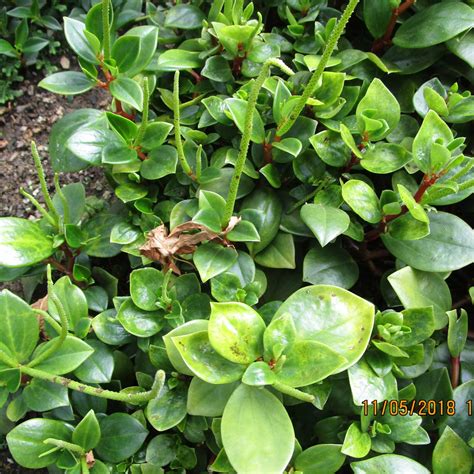 Peperomia glabella | Globuli kaufen Remedia