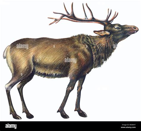 Red Elk Animal