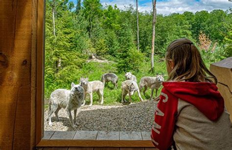 Dormir Avec Les Loups Au Parc Omega Montebello Canada