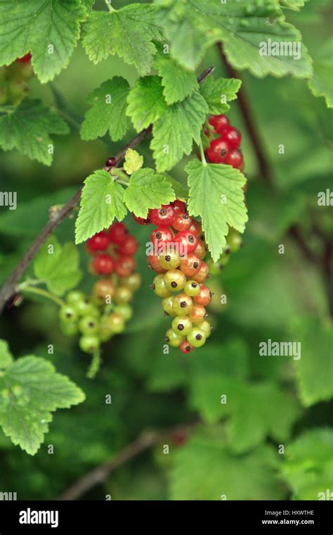 Red currant plant hi-res stock photography and images - Alamy