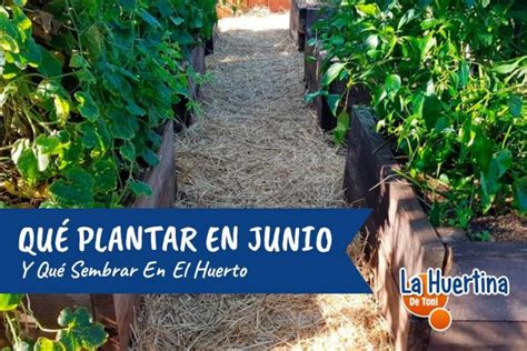 Qué Sembrar Y Qué Plantar En Junio En El Huerto