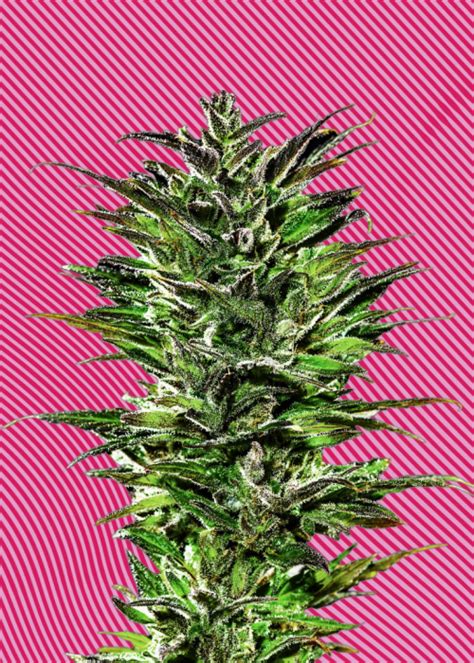 Juicy Pussy Auto Strain Info Juicy Pussy Auto Weed By Hypno Seeds