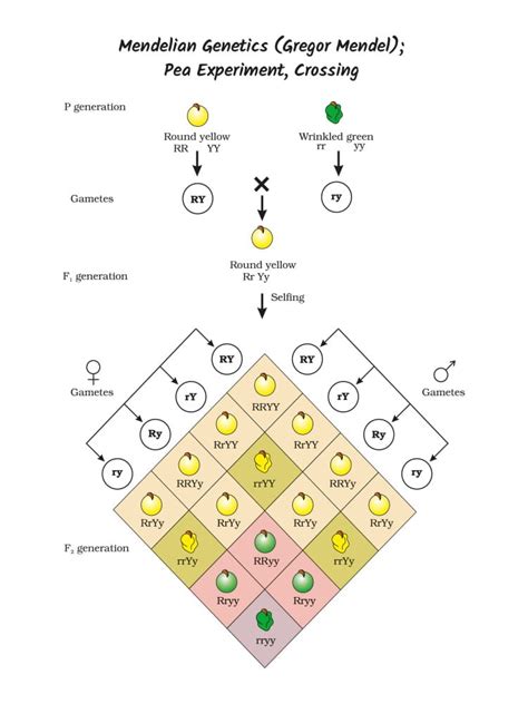 Mendelian Inheritance The History Of Genetics Earth Life