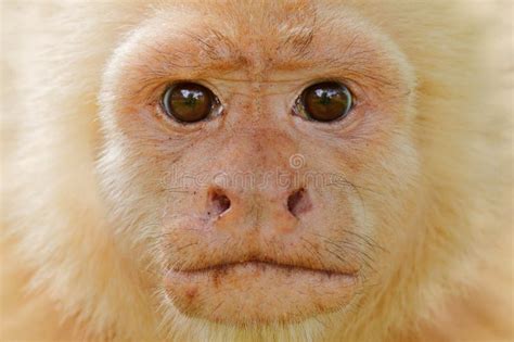 White Face Capuchin Monkey Stock Photo Image Of Field 14307004