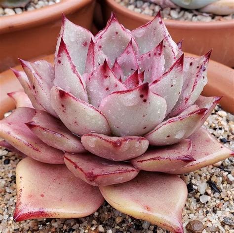 Echeveria Agavoides Sirius Beautiful Succulent Plant