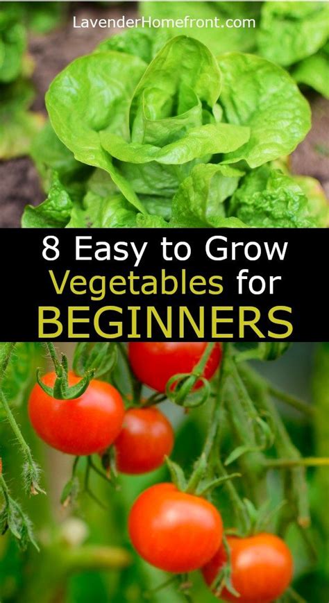 8 Of The Easiest Vegetables To Grow For Beginners Artofit