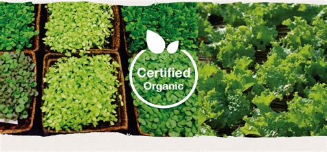 factory chitaorganicfood