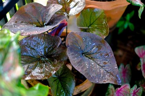 Premium Photo Caladium Bicolor Aiton Vent In Pot Or Queen Of The