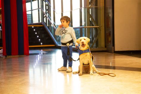 Perros De Asistencia Los Compañeros De Vida Que Cambian La Realidad De