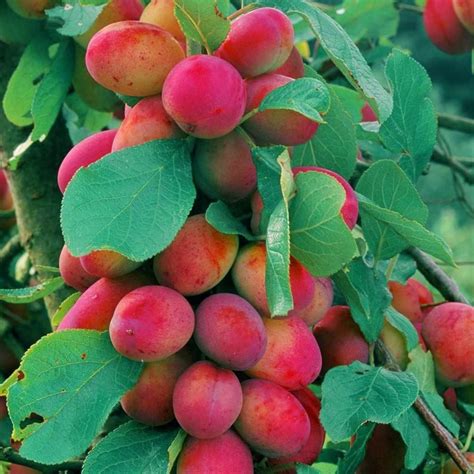 Albero Di Susino Simile Prunus Domestica Stanley Santa Rosa