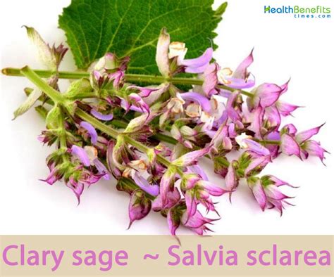 Clary Sage Facts And Health Benefits