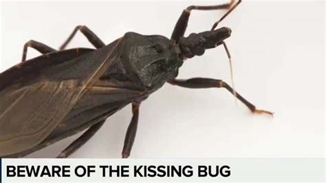 Winnipeg Family Diagnosed with Disease Caused by ‘Kissing Bug’ - Videos from The Weather Channel