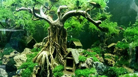 How To Make Underwater Bonsai Tree For Aquascape Decoration YouTube