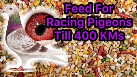 Mix Feed For Pigeons Racing Pigeons Feed Kalapati Youtube