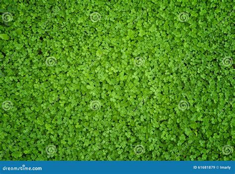 A Green Irish Cleaver Backround Stock Image Image Of Luck Fortune