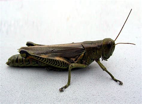 680+ Grasshopper Eggs Stock Photos, Pictures & Royalty-Free Images - iStock