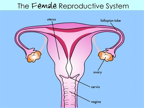 Kh Slideshow Thumbnail 0 Female Reproductive Anatomy Female Reproductive System Health Class