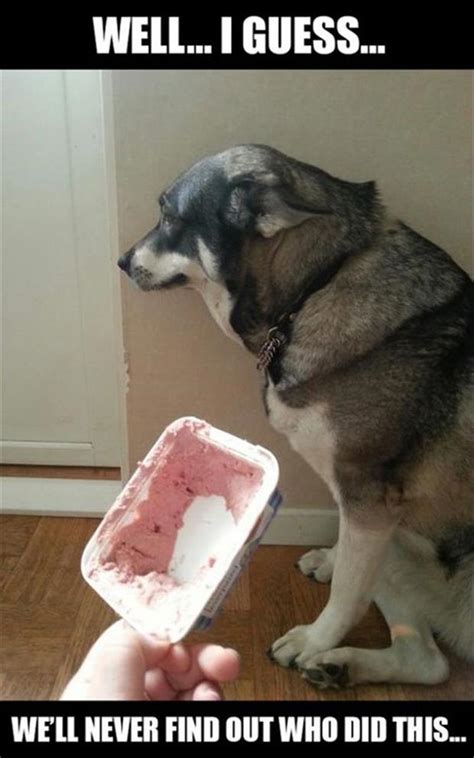 Cute Pinterest: Funny dogs