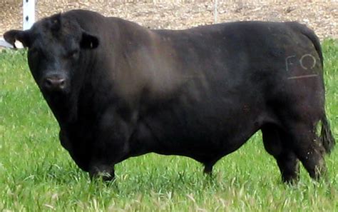 Angus Grass Feed Bull Profiles