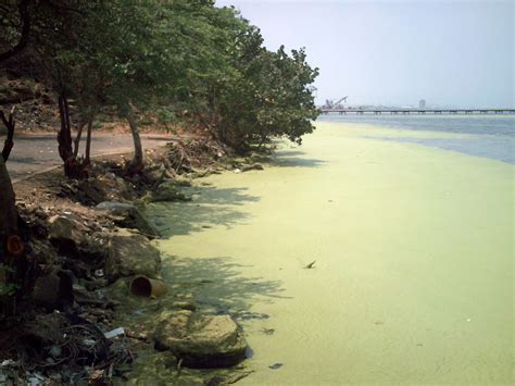 Algae bloom in Lake Maracaibo, Venezuela | Photo Credit: Wil… | Flickr
