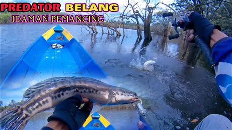 Casting Ikan Toman Di Danau Kalimantan Youtube