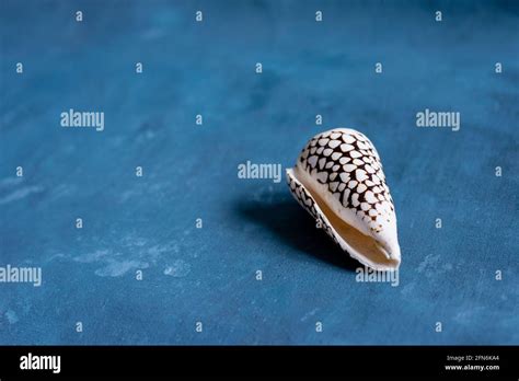 Shell Marbled Cone Snail Conus Hi Res Stock Photography And Images Alamy