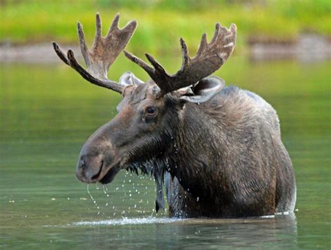 Best Spots In Maine For Summer Moose Sightings Northwoods Sporting