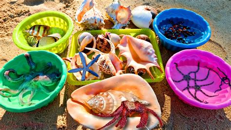 Find Lots Of Snails Hermit Crabs Sea Fish Puffer Fish Ornamental