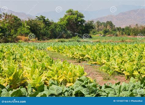 Plantas De Cigarro No Campo Foto De Stock Imagem De Fumo Verde