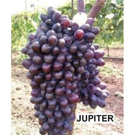 Jual Bibit Anggur Jupiter Hasil Grafting Shopee Indonesia