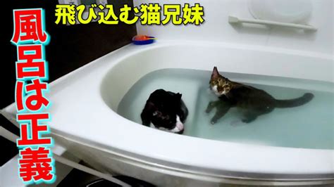 お風呂大好き猫たちが一緒に入ってみたら 意外な2匹の行動に「見てるこっちが癒やされる」「羨ましすぎます！！」（12 ページ） ねとらぼ