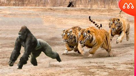 Tigres Atacando Gorila Youtube