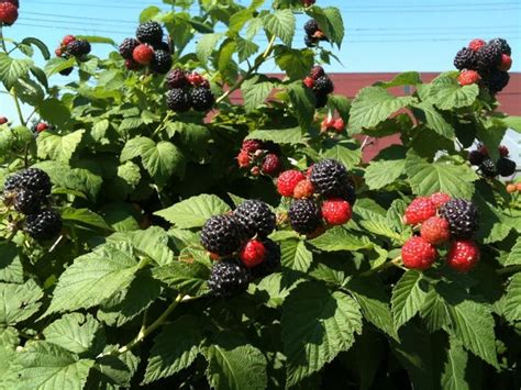 How Big Does A Raspberry Bush Get – Raspberry