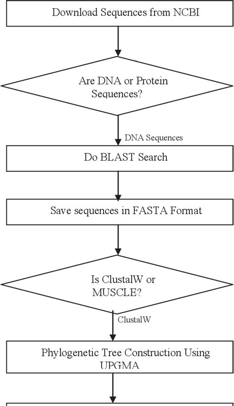 Figure 2 From Construction Of Phylogenetic Tree Using MEGA Semantic