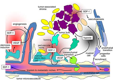 Frontiers Potential Role Of Cxcr Targeting In The Context Of