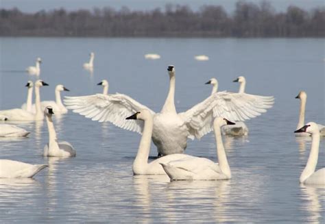 What Is A Group Of Swans Called A Z Animals