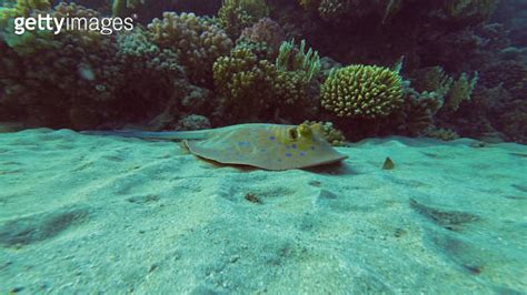 Blue Spotted Stingray Or Bluespotted Ribbontail Ray Taeniura Lymma