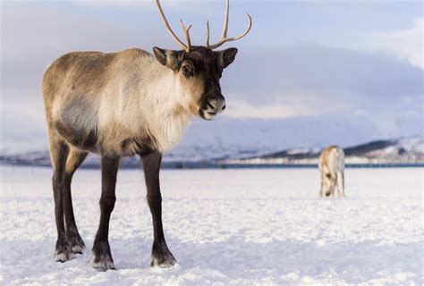 Christmas Events Are Anything but Merry for Reindeer | PETA