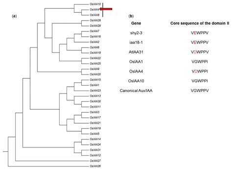 IJMS Free Full Text Ectopic Overexpression Of An AUXIN INDOLE 3