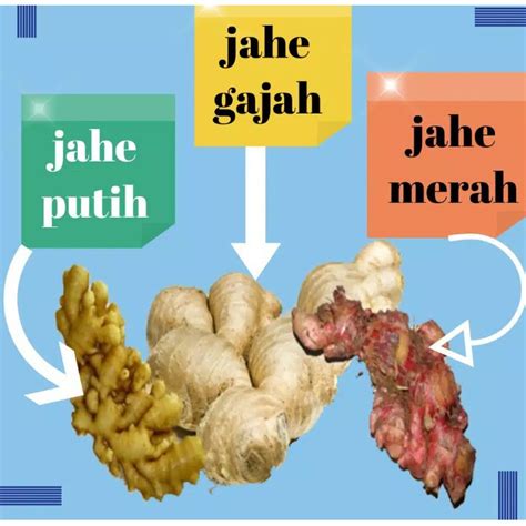 Jahe Merah Vs Jahe Biasa Karataroberg